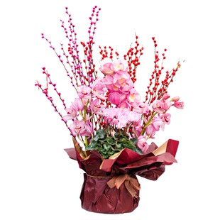 海蒂的花园年宵花兰花大花蕙兰盆栽带花苞花卉植物室内花客厅阳台