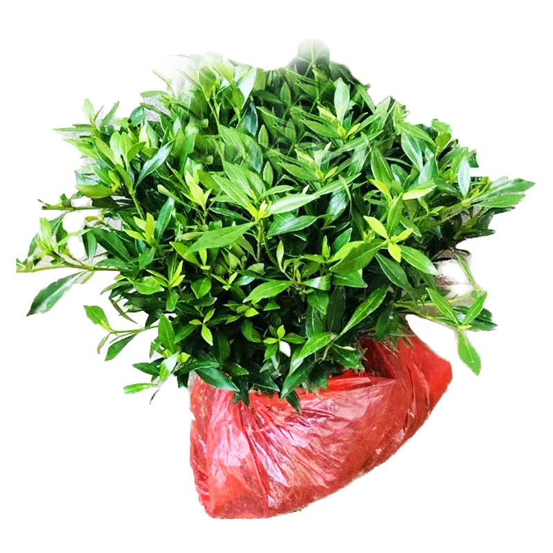 雀舌栀子花大小叶园林观赏植物