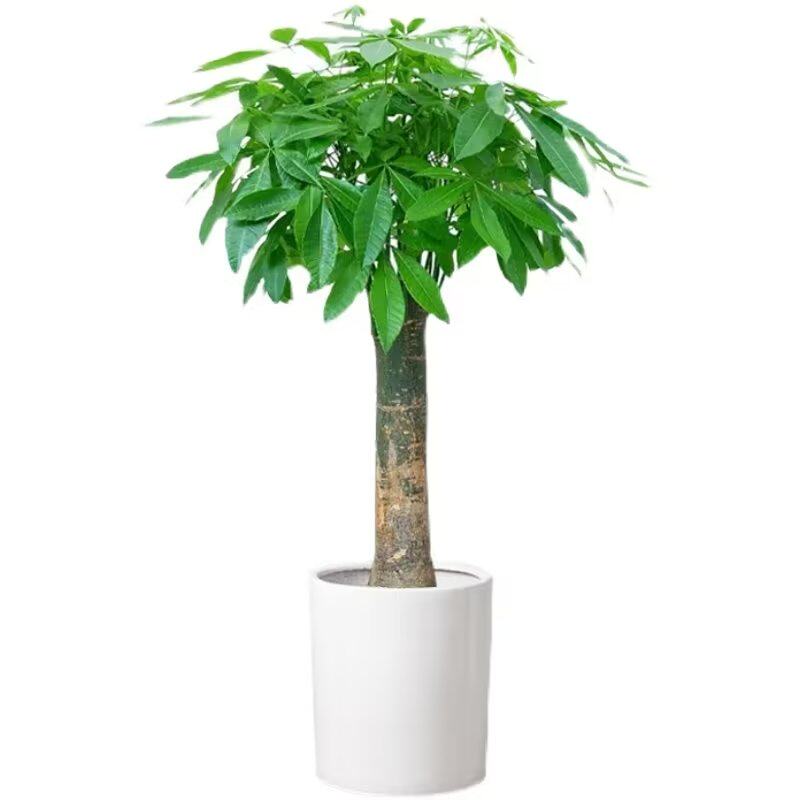 小绿萝新款卧室新品深圳植物花卉
