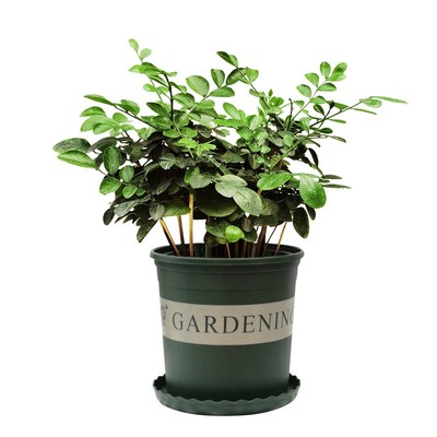 九里香室内外阳台花卉