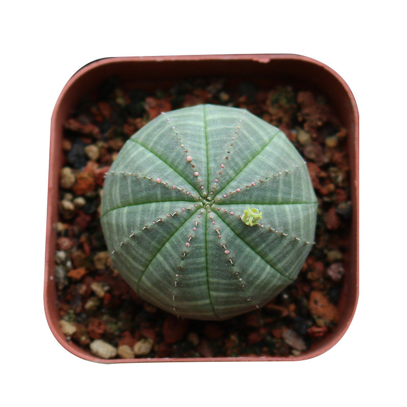 花田舍布纹球仙人球无刺开花多肉植物创意桌面阳台庭院小盆栽易养