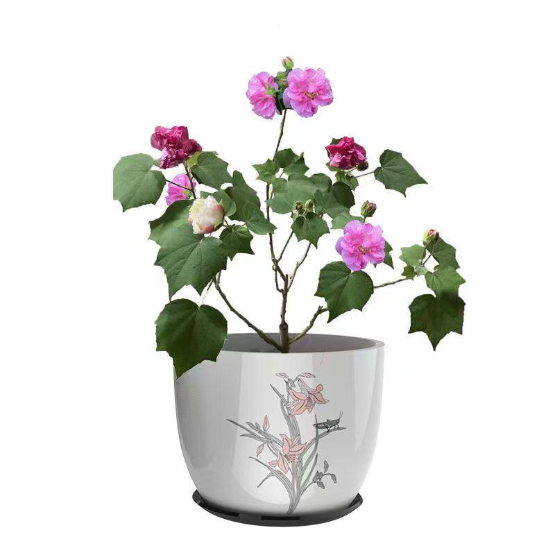 木芙蓉三醉变色芙蓉花当年开花盆栽重瓣芙蓉花耐寒阳台室内外绿化