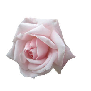 裸根月季大苗藤本集合 群舞 微风香水 樱霞 新曙光等丰花月季花苗