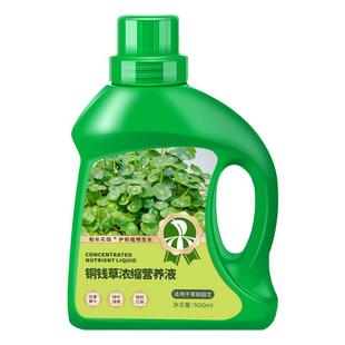 铜钱草浓缩营养液专用水培养花金钱草家用盆栽植物通用营养水溶液