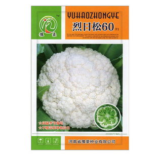 烈日松60花椰菜种子蔬菜种籽适应性广耐热抗病性强口感好花菜种孑