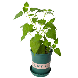 食用藿香苗盆栽香草苗绿植种子好养活四季种籽河南大叶孑药材秧苗