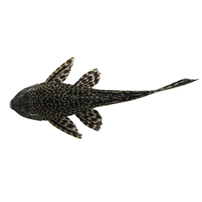 金苔鼠群游鱼鼠鱼清道夫活体除藻