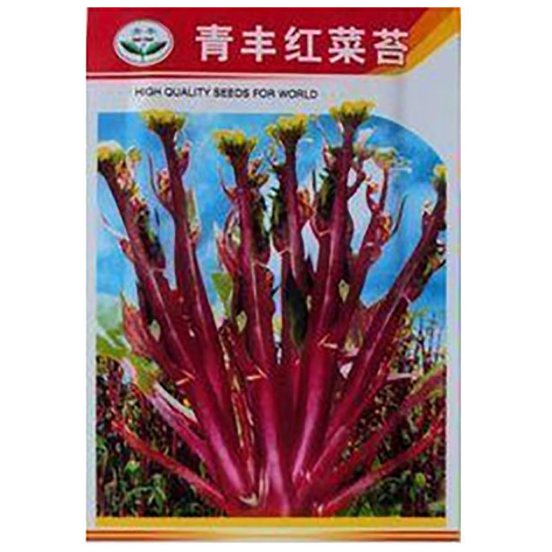 正宗红菜苔种子种籽柳叶蔬菜大全莱秋季秋冬菜籽菜种秧苗菜心宁夏