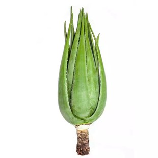 库拉索芦荟叶片灌肤美容专用新鲜大叶子芦荟叶片盆栽新鲜芦荟植物