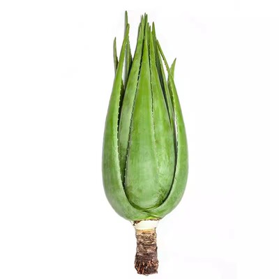 库拉索芦荟叶片灌肤美容专用新鲜大叶子芦荟叶片盆栽新鲜芦荟植物