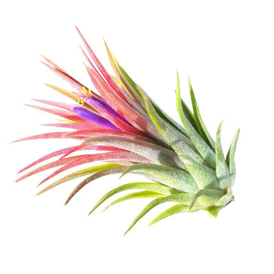 空气凤梨植物玻璃瓶室内绿植盆栽