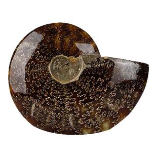 天然斑彩玉螺化石菊石摆件客厅玄关装饰品创意家居办公室桌面摆件