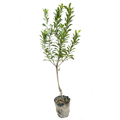 东魁黑炭杨梅树苗嫁接大苗南北方庭院常绿盆栽果树苗早熟晚熟杨梅