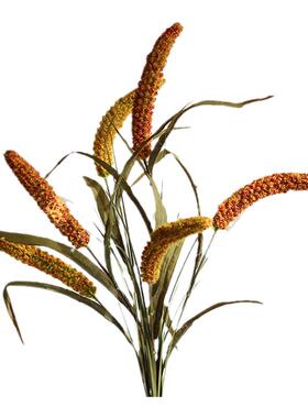 猫尾仿真小米谷子植物谷穗摆件
