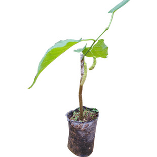 桑葚苗树苗 台湾无籽大十果桑苗长桑果树当年结果 桑葚嫁接苗