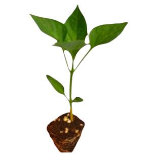 朝天椒辣椒苗秧苗超辣小米辣苗子高产簇生阳台盆栽南方种蔬菜苗孑