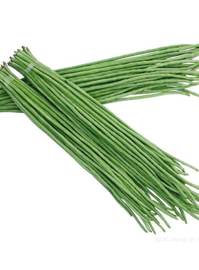 中早熟夏季耐热豆角种子