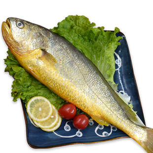 新鲜大黄鱼海鱼黄花鱼深海鱼鲜活冷冻海鲜水产1斤一条