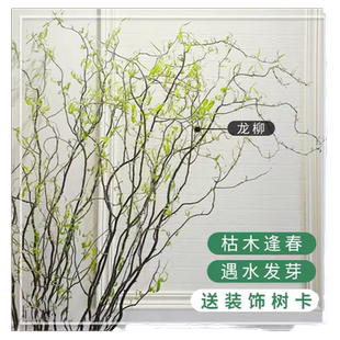 龙柳鲜枝纯水培植物花卉室内盆栽四季水养南天竹干枝雪柳吊钟绿植