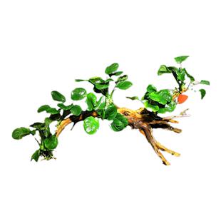鱼缸造景莫斯沉木天然真水草慕斯草阴性水榕木头生态养鱼莫斯树