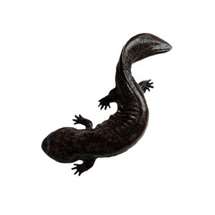 娃娃鱼鲜活食用观赏鱼苗水产海鲜营养滋补餐汤包活到家 4斤一条