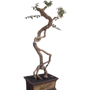 枸杞盆景老桩盆栽观果阳台庭院观赏果树食用造型树苗