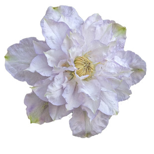 幸福园艺家维罗妮卡的选择早花大花P9铁线莲小苗新枝瓣老枝重瓣