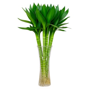 水养文昌竹4支金榜题名带根富贵竹水培植物办公室内桌面绿植盆栽