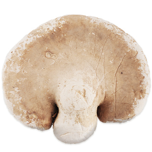 汇吉工坊长白山白灵芝整枝白林芝玉芝切灵芝片野外生长250g买3送1