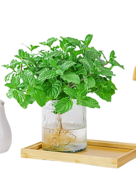 薄荷水培植物四季可种好养驱蚊