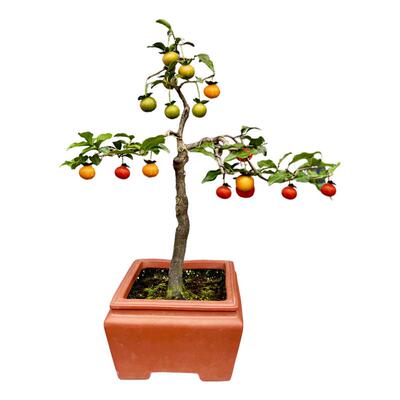 金弹子老鸦柿子树苗盆景盆栽花卉