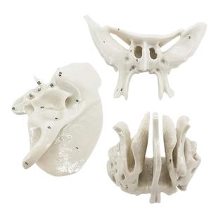 颞骨蝶骨筛骨听小骨放大骨骼模型 仿真人体散骨解剖 1比1下颌骨
