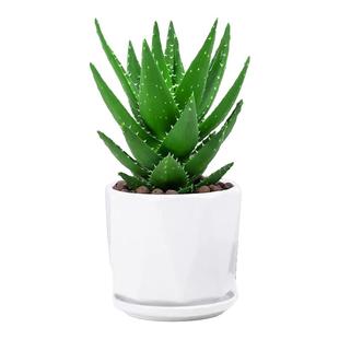 不夜城芦荟盆栽室内盆栽多肉植物花卉办公室桌面盆栽植物