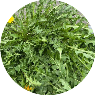 蒲公英种子四季播种野菜种孑野生婆婆丁食用种籽易活阳台种植盆栽