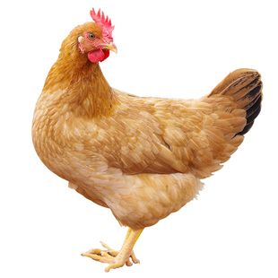 老母鸡土鸡整只农家散养走地鸡新鲜现杀跑山鸡鸡肉新鲜童子鸡公鸡