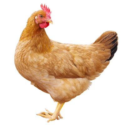 土鸡农家散养新鲜宰杀