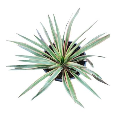 剑麻树苗丝兰凤尾兰庭院植物绿化工程四季常绿灌木观叶花剑麻小苗