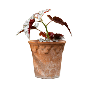 掬涵复古红陶花盆浮雕粗陶透气吸水多肉绿植种植花器庭院阳台装饰