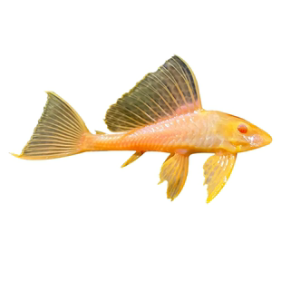 红眼女王大帆鱼缸吃垃圾鱼吸食粪便观赏鱼吃水藻鱼吃青苔鱼耐养活