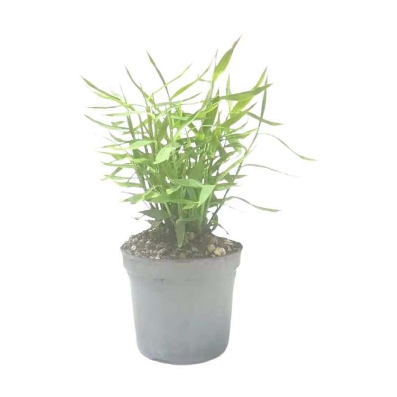 姬翠竹菖蒲苗微型盆景金钱虎须菖蒲绿植批办公室盆栽四季常青绿植