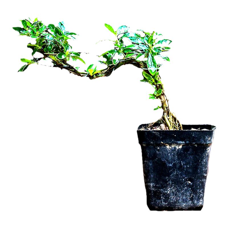 水陆缸造景植物悬崖六月雪小叶小苗俯石盆景室内办公桌趣味小盆栽