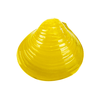 黄金蚬小河蚌溪蚬河蚬活体淡水冷水原生宠物小型水族除藻观赏螺