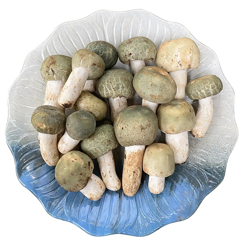 冷冻青头菇冰冻鲜野生菌菌子500g