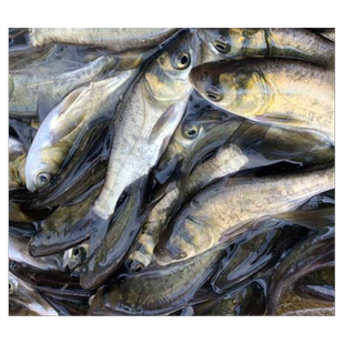 花鲢鱼苗淡水好养殖半斤鲢鳙鱼苗胖头鱼鳊鱼四大家鱼雄鱼大头鱼苗