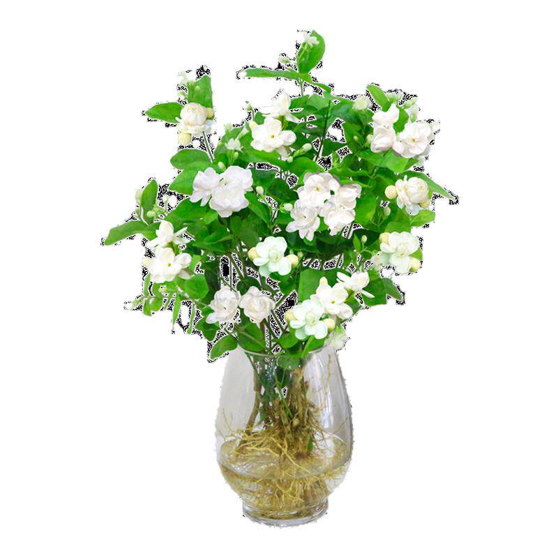 茉莉花盆栽四季常青水培植物带花苞鲜花花卉绿植室内办公室好养活