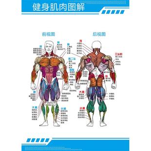 健身房人体肌肉结构图片健身全身肌肉图解海报挂画墙贴宣传装饰hb