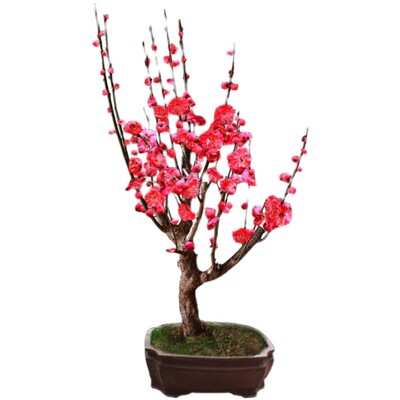 原生耐寒骨里红梅花盆栽树苗梅花
