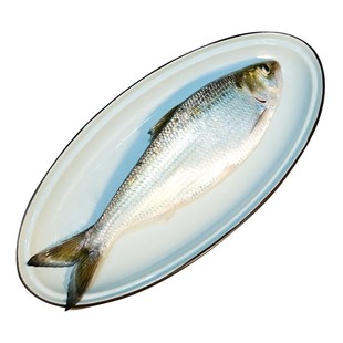 【礼券】新孟河清水鲥鱼1288型提货券鲜活水产淡水鱼1.1-1.4斤