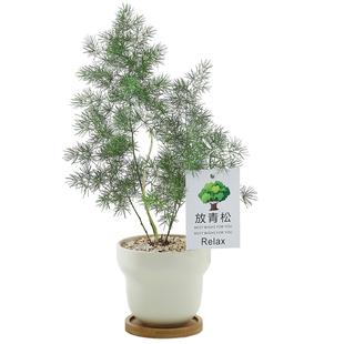 蓬莱松盆栽植物室内老桩花卉绿植招财水培好养活客厅迎客松小盆景