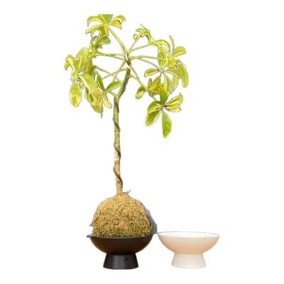 无孔苔藓球蕨类植物水培器皿
